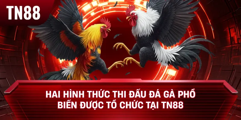 Hai Hình Thức Thi Đấu Đá Gà Phổ Biến Được Tổ Chức Tại TN88